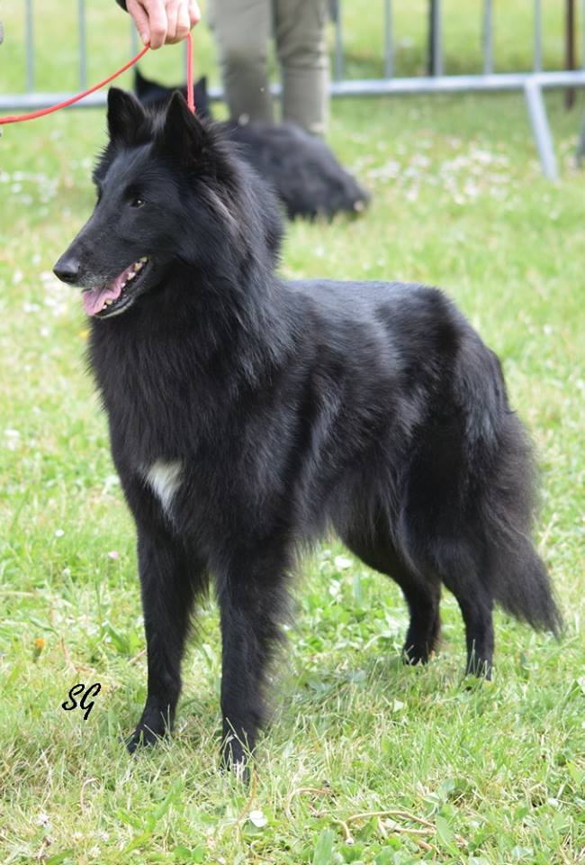 Joara du Prat des Loups