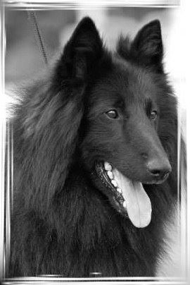 Gus black du Prat des Loups