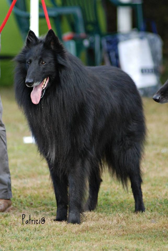 Feal (dit fitou) du Prat des Loups