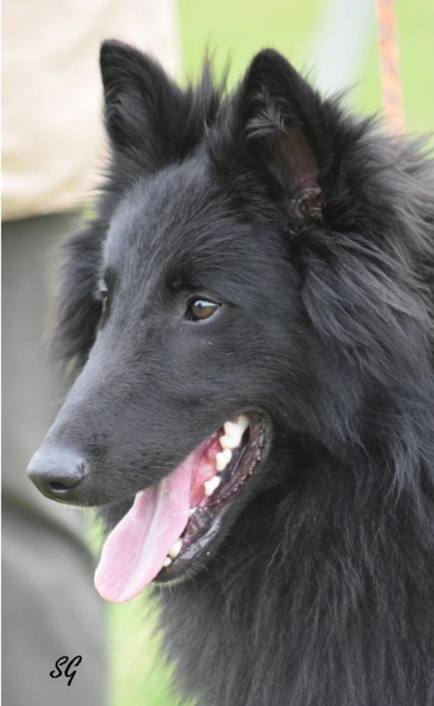 Muntu du Prat des Loups