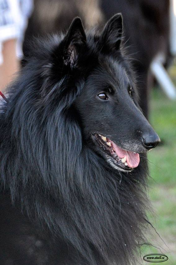 Flox du Prat des Loups