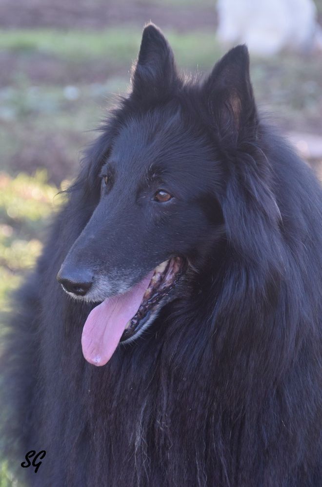 Irko du Prat des Loups