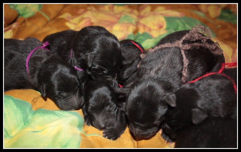 Les chiots sont nés 