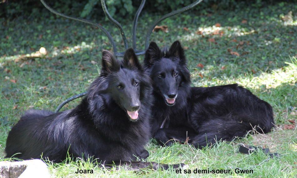 GWENNOR & JOARA