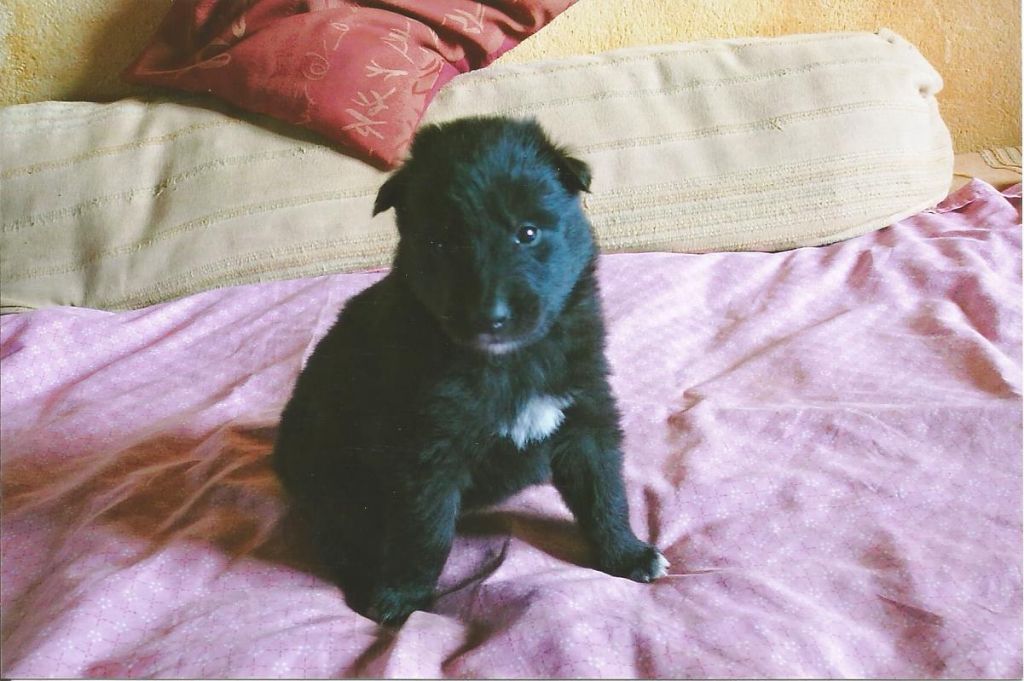 CHIOTS DE JOARA x LOUNIS